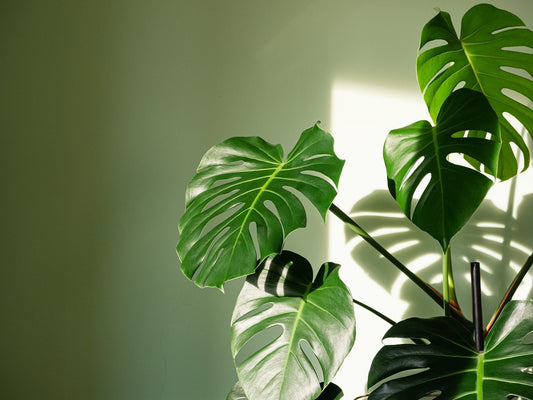 Monstera Deliciosa Care Guide