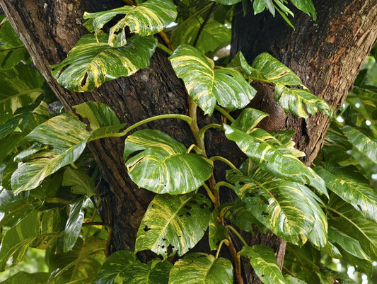 Reading the Climb: Moss Poles, Aroids, and What Your Plant Is Asking For
