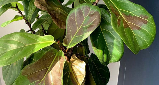 Yes, Your Houseplant Can Get Sunburned