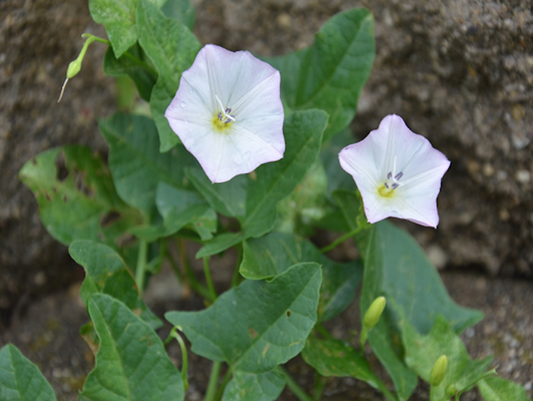 You Can't Pull Your Way Out of Bindweed