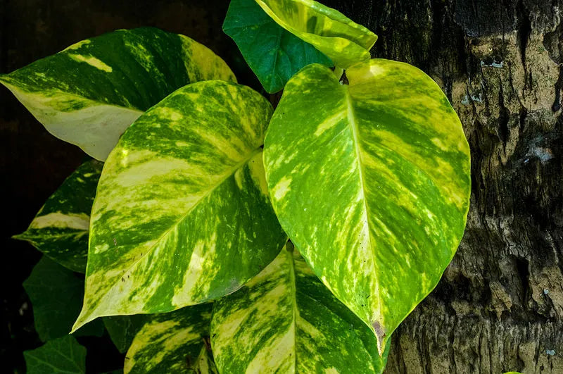 Pothos Care: Let It Teach You to Read Plants