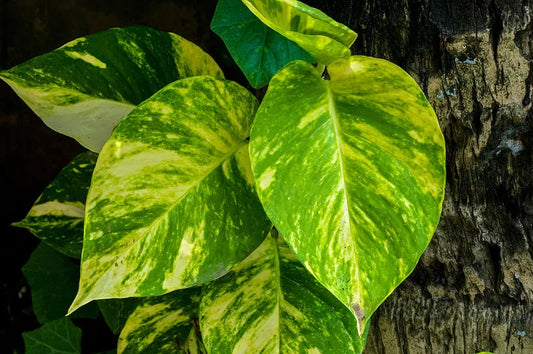 Pothos Care: Let It Teach You to Read Plants