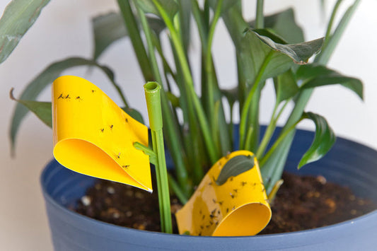 Fungus Gnats Are Telling You Something About Your Watering