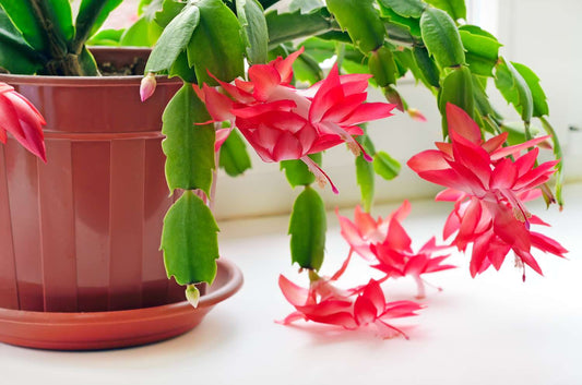 Which Holiday Cactus Do You Actually Have?