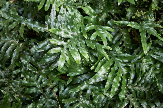 Fern Care: Living Fossils in Your Living Room