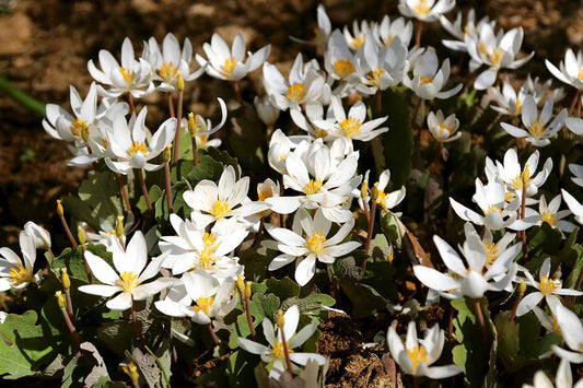 Bloodroot, or Sanguinaria canadensis