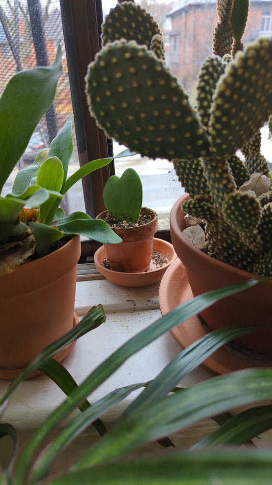Houseplant Hibernation - Winter Mode