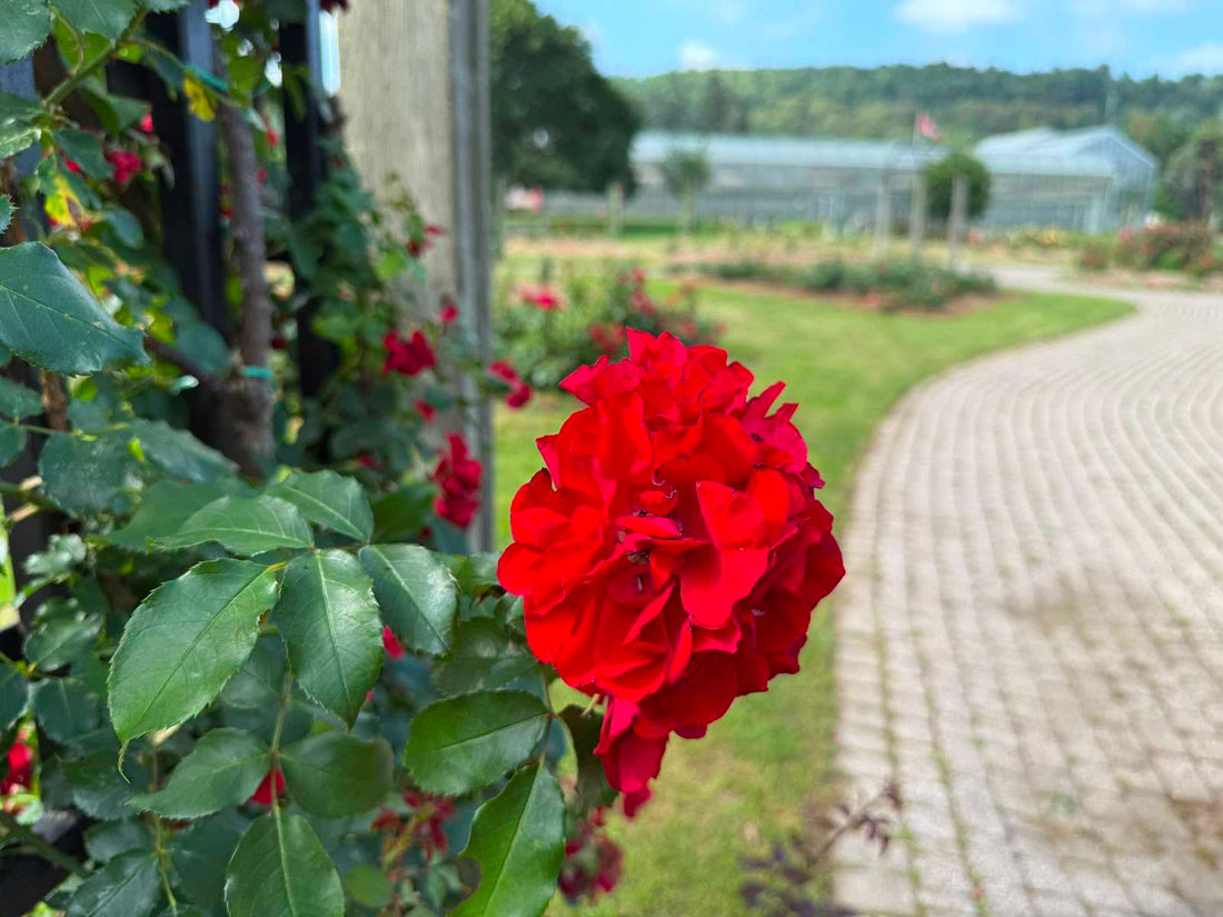 Why Roses Love Hamilton