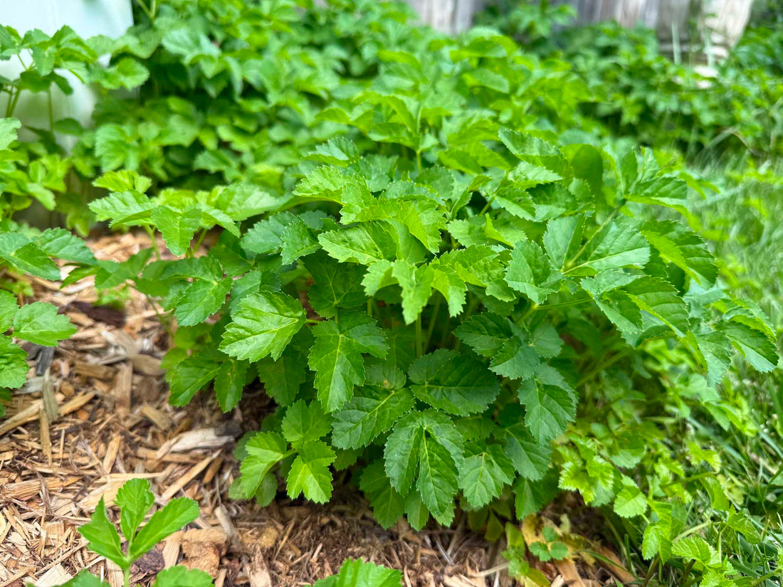A clump of the goutweed colony growing in Amanda's backyard in Hamilton, Ontario.