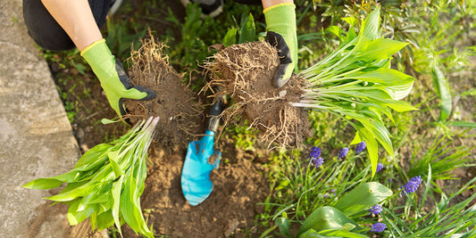 Go Ahead and Split That Plant
