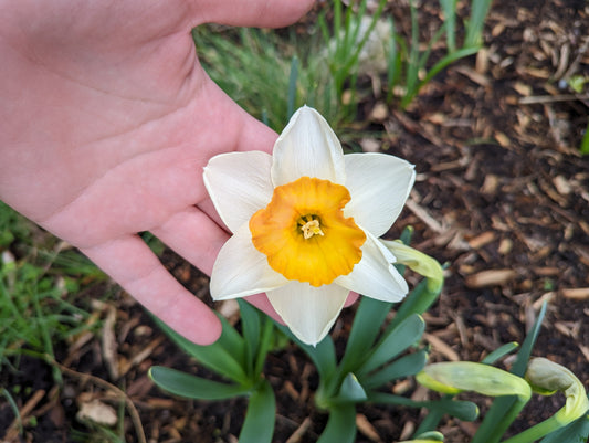 Spring Bulbs, in the Order They'll Actually Bloom