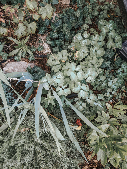 Fall Clean Up
