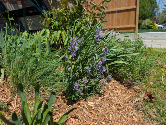 Stef's recently mulched garden with catmit, yarrow, lavender and peonies visible.