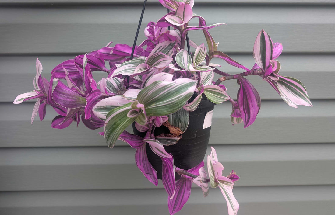 Tradescantia Care Guide