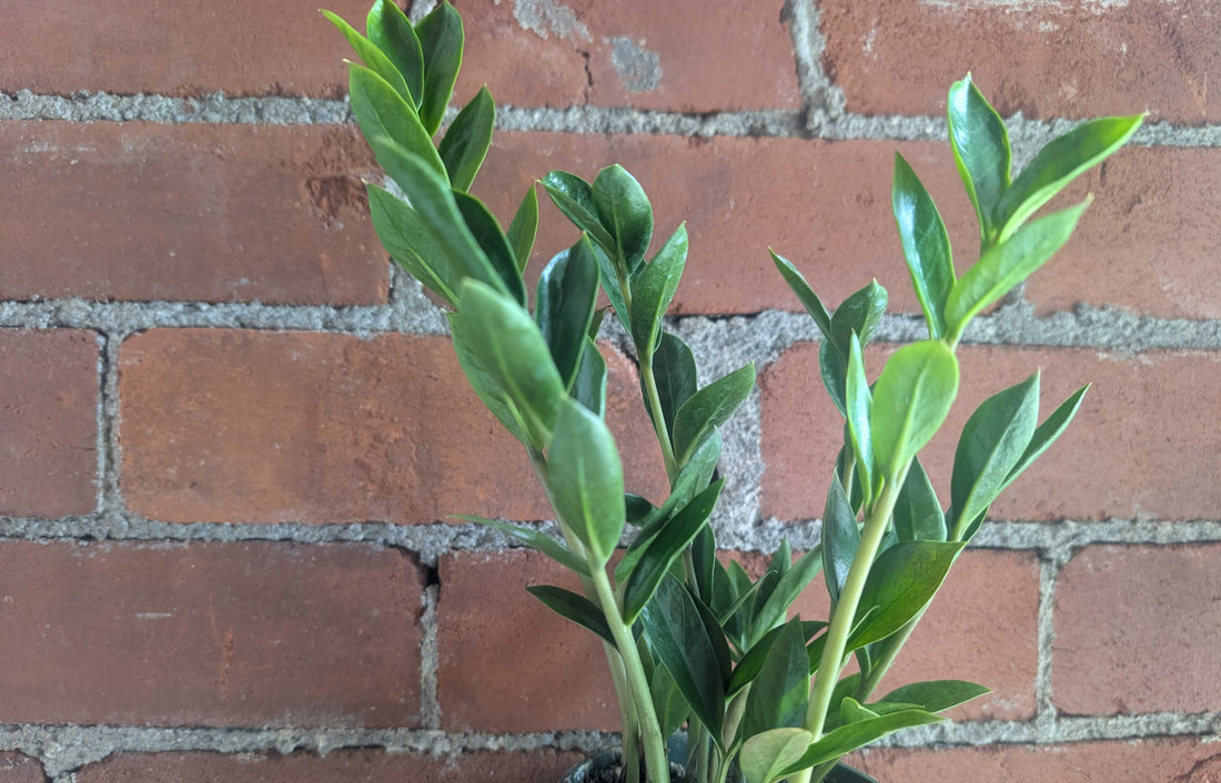 ZZ Plant Care Guide