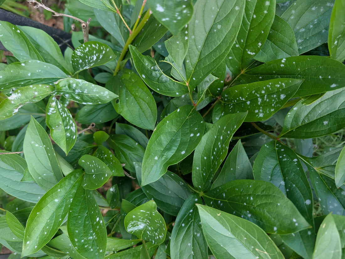 Powdery Mildew Is Probably Fine