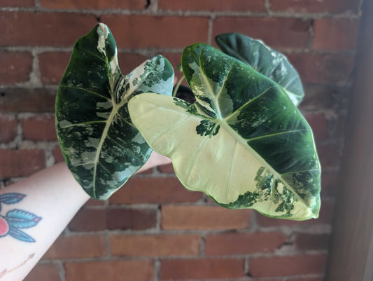 Alocasia Care: Why Your Plant Lives in the Corm, Not the Leaves
