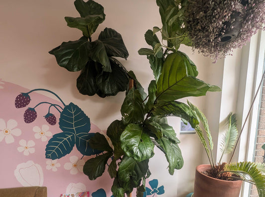 How to Care for a Fiddle Leaf Fig Without Losing Your Nerve