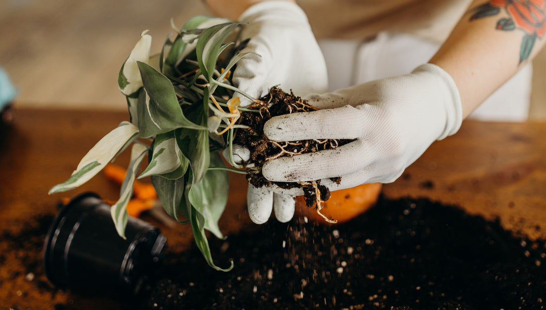 Root Rot Isn't an Overwatering Problem. It's a Suffocation Problem.