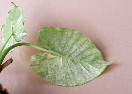 Spider Mites Are a Dry-Air Problem (and You Can Fix the Air)