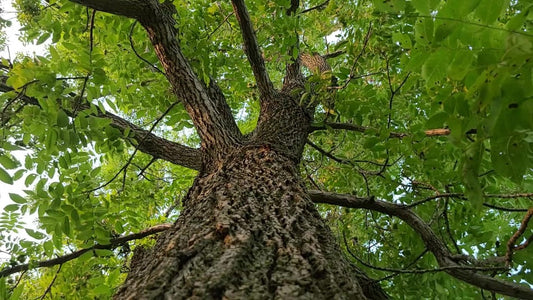 Black Walnuts and Juglone: A Hamilton Gardener's Guide to What Works