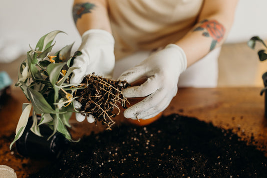 Caring for your new Seedling Sweeties!