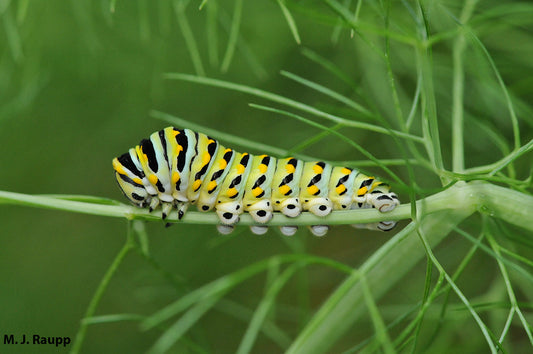 Pick One Host Plant and Raise a Butterfly