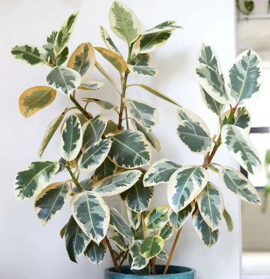 The Rubber Tree Is Just a Tree (And That Makes the Rest Make Sense)