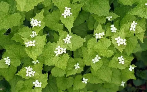 Garlic Mustard in Hamilton: The Plant You've Been Walking Past All Spring (And Why It Matters More Than You Think)