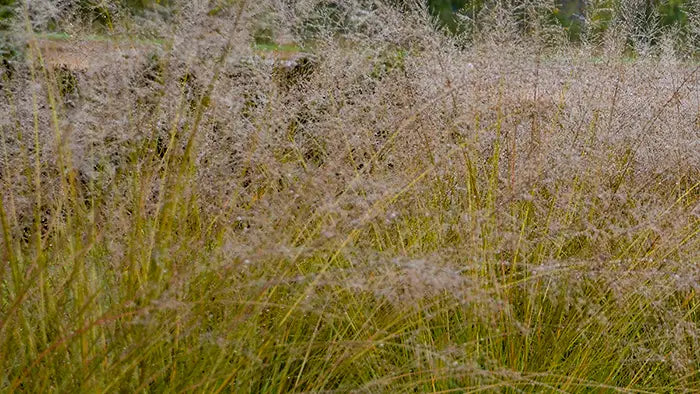 The Case for Grasses