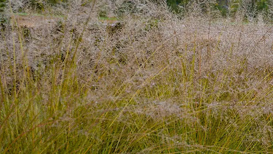 The Case for Grasses