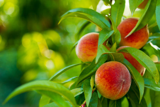 So You Want to Grow Fruit in Hamilton