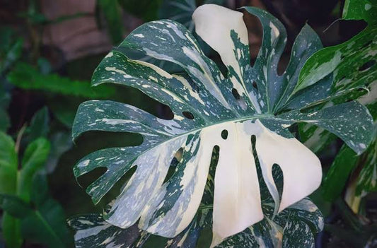 The Science of Variegation