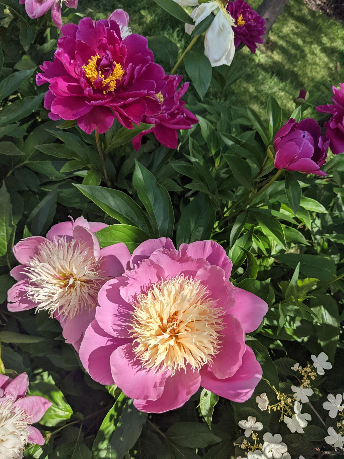 How to Grow Peonies in Hamilton (Clay, Ants, and All)