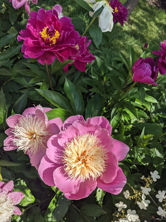 How to Grow Peonies in Hamilton (Clay, Ants, and All)
