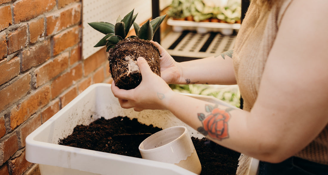 Be the Worm: Why Soil Oxygen Is the Houseplant Secret Nobody Talks About