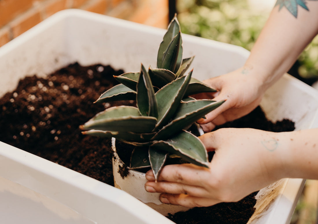 Snake Plant Care: Surviving a Dark Corner Isn't the Same as Thriving