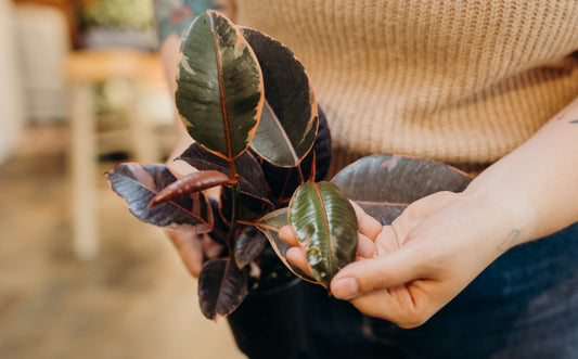 Fertilizer Isn't Plant Food: How to Fertilize Houseplants Naturally