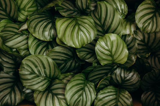 Calathea Care: Reading a Plant That Won't Hold Still
