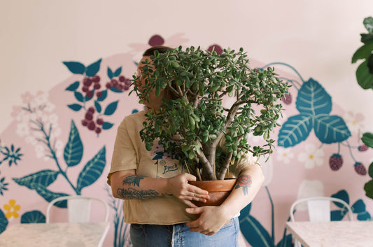 How to Keep a Jade Plant for Decades