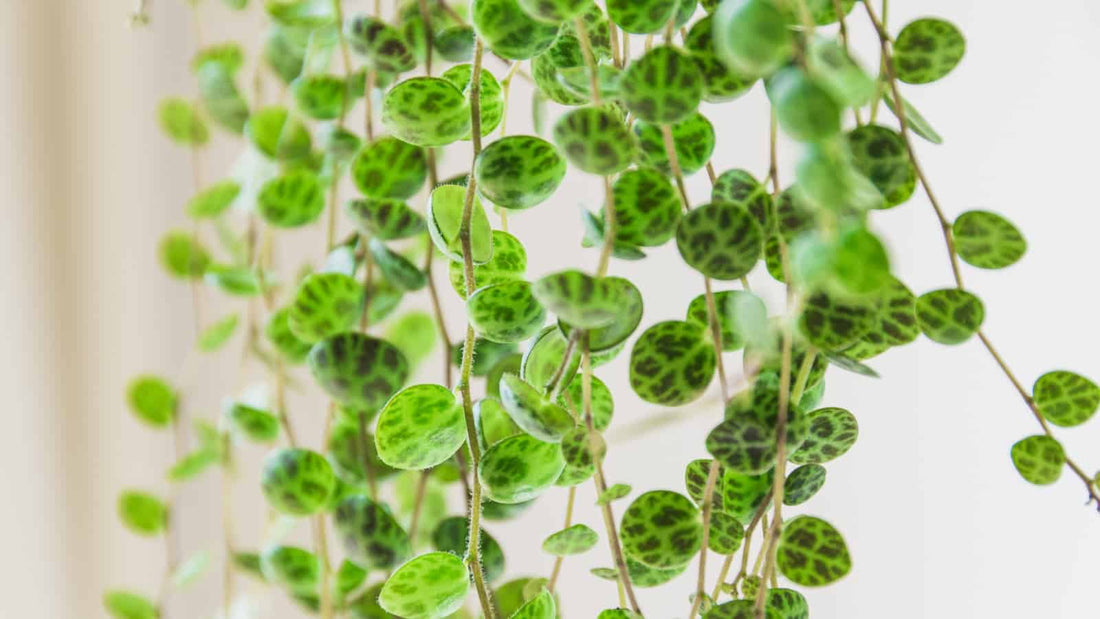 String of Plants Care: Read the Bead, Not the Name