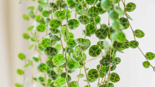 String of Plants Care: Read the Bead, Not the Name