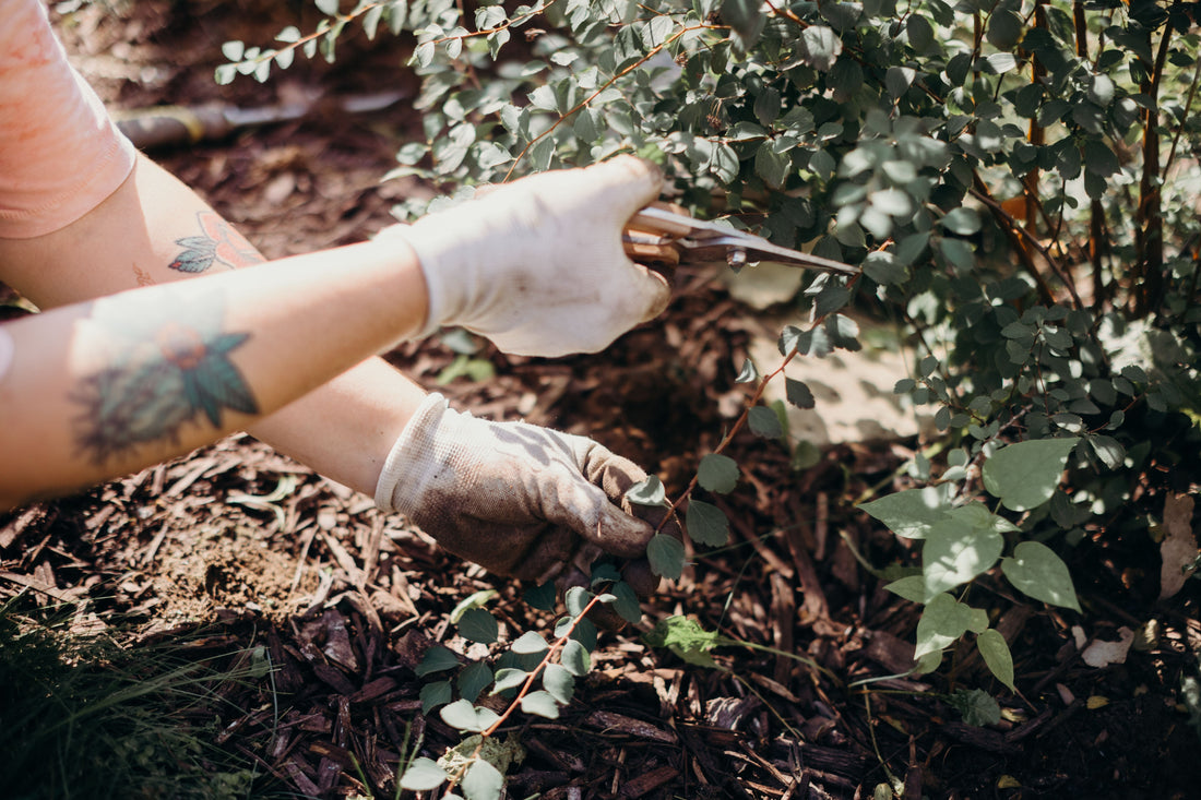 5 Things I Include in Every Garden Consultation Report