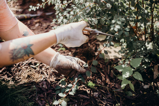 5 Things I Include in Every Garden Consultation Report