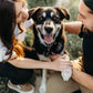 Pet Portraits with Bre